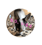 犬のピノ4（個別スタンプ：6）