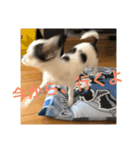 犬のピノ4（個別スタンプ：7）