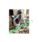 犬のピノ4（個別スタンプ：8）