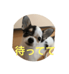 犬のピノ4（個別スタンプ：9）