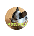 犬のピノ4（個別スタンプ：10）