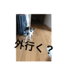 犬のピノ4（個別スタンプ：12）