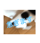 犬のピノ4（個別スタンプ：14）