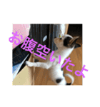 犬のピノ4（個別スタンプ：15）