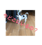 犬のピノ4（個別スタンプ：16）