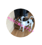 犬のピノ4（個別スタンプ：17）