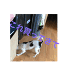 犬のピノ4（個別スタンプ：18）