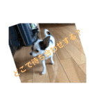 犬のピノ4（個別スタンプ：22）