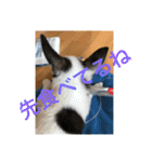 犬のピノ4（個別スタンプ：23）