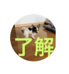 犬のピノ4（個別スタンプ：24）