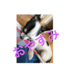 犬のピノ4（個別スタンプ：25）