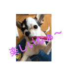 犬のピノ4（個別スタンプ：27）