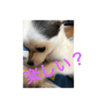 犬のピノ4（個別スタンプ：28）