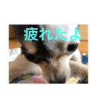 犬のピノ4（個別スタンプ：29）