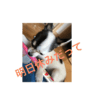 犬のピノ4（個別スタンプ：30）
