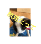 犬のピノ4（個別スタンプ：32）