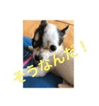 犬のピノ4（個別スタンプ：33）