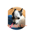 犬のピノ4（個別スタンプ：34）