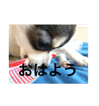 犬のピノ4（個別スタンプ：37）