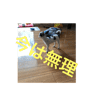 犬のピノ4（個別スタンプ：38）