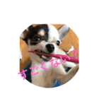 犬のピノ4（個別スタンプ：40）