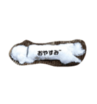 マルチーズのコロ（個別スタンプ：3）