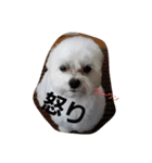 マルチーズのコロ（個別スタンプ：7）