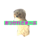オリーブ最高（個別スタンプ：9）