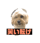オリーブ最高（個別スタンプ：15）