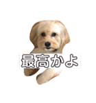 オリーブ最高（個別スタンプ：16）