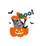 No pug Np life (ハロウィン バージョン)（個別スタンプ：2）
