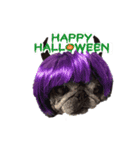 No pug Np life (ハロウィン バージョン)（個別スタンプ：4）