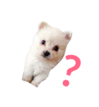 仔犬のるるちゃん（個別スタンプ：1）