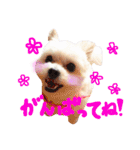 仔犬のるるちゃん（個別スタンプ：2）
