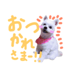 仔犬のるるちゃん（個別スタンプ：3）