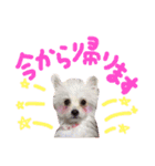 仔犬のるるちゃん（個別スタンプ：5）