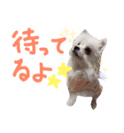 仔犬のるるちゃん（個別スタンプ：6）