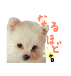 仔犬のるるちゃん（個別スタンプ：7）