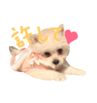 仔犬のるるちゃん（個別スタンプ：8）