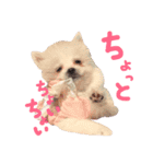 仔犬のるるちゃん（個別スタンプ：10）