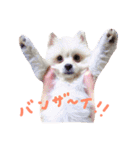仔犬のるるちゃん（個別スタンプ：11）