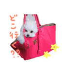 仔犬のるるちゃん（個別スタンプ：12）