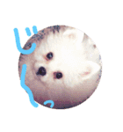 仔犬のるるちゃん（個別スタンプ：13）