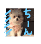 仔犬のるるちゃん（個別スタンプ：14）