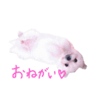 仔犬のるるちゃん（個別スタンプ：17）