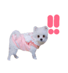 仔犬のるるちゃん（個別スタンプ：19）