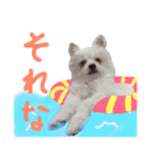 仔犬のるるちゃん（個別スタンプ：20）