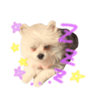 仔犬のるるちゃん（個別スタンプ：21）
