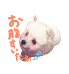仔犬のるるちゃん（個別スタンプ：23）