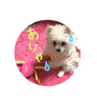 仔犬のるるちゃん（個別スタンプ：24）
